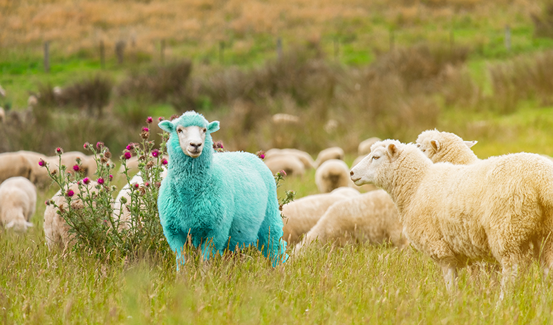 breaking from the herd
